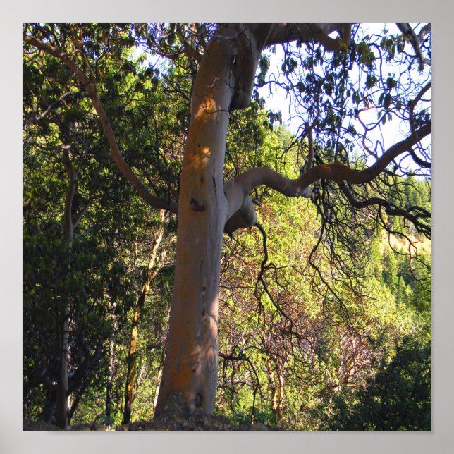 The Haunted tree..... Poster (Front)