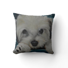 The Havanese