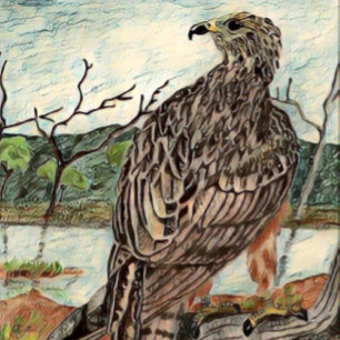 The Hawk Canvas Print