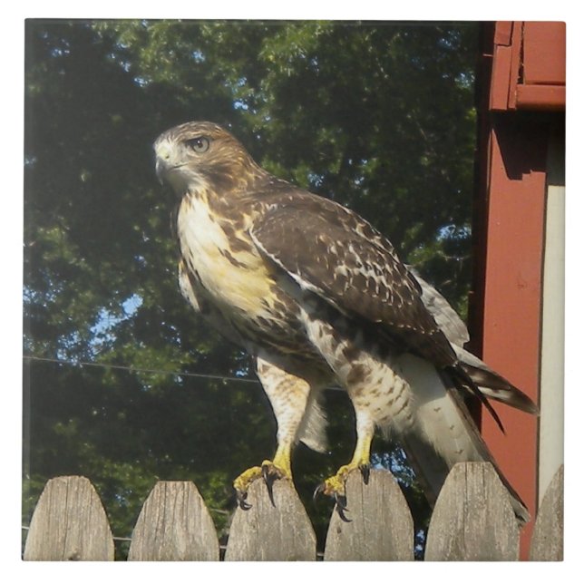 The Hawk Tile Trivet (Front)