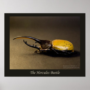 The Hercules Beetle Poster