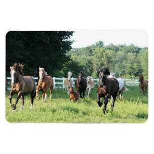 The herd and the Herdmaster Magnet