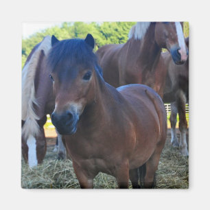 The Herdmaster Maganet Magnet