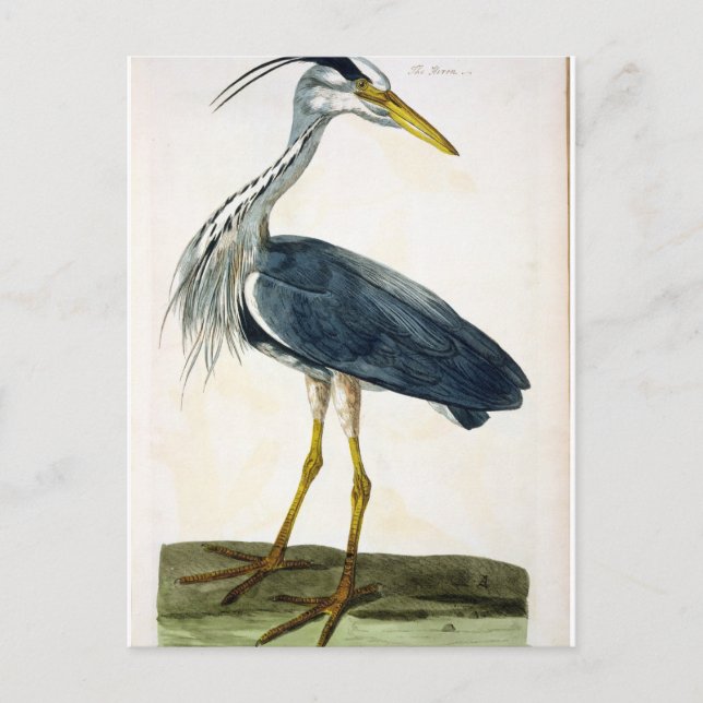 The Heron (Ardea cinerea) plate from 'The British Postcard (Front)