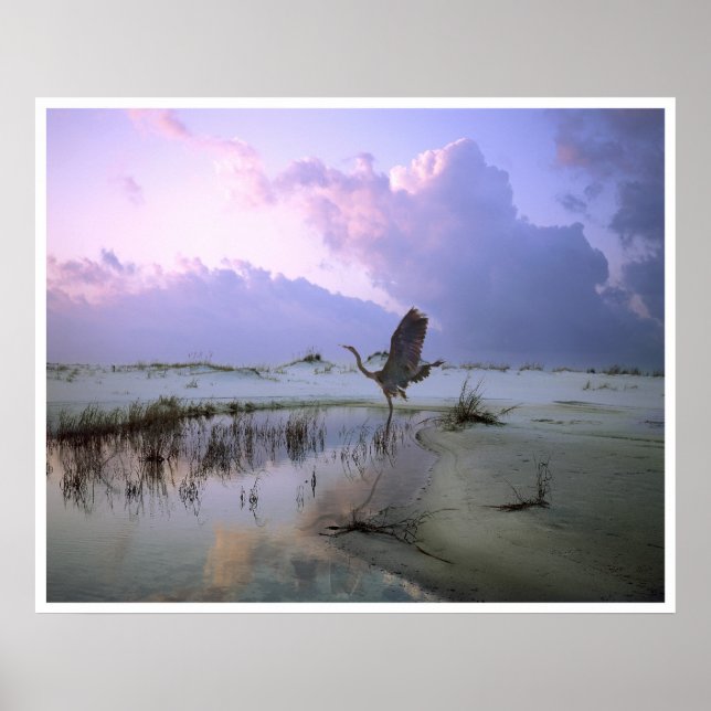 The Heron Takes Flight, Santa Rosa Island Poster (Front)
