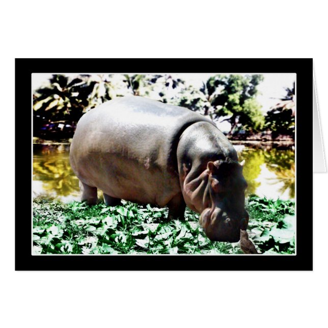 The Hippo And The Bird (Front Horizontal)