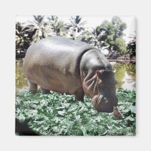 The Hippo And The Bird Magnet