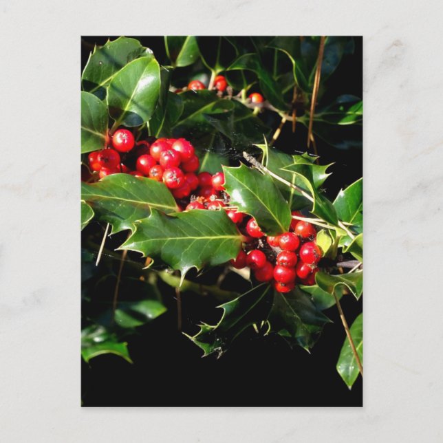 The Holly And The Ivy Postcard (Front)
