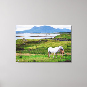 The Horses of Connemara Galway, Ireland Canvas Print
