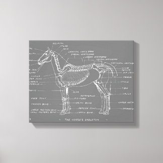 THE HORSE'S SKELETON CANVAS PRINT