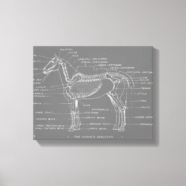 THE HORSE'S SKELETON CANVAS PRINT (Front)