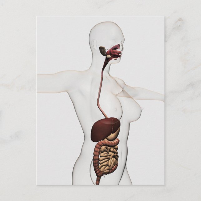 The Human Digestive System 1 Postcard (Front)