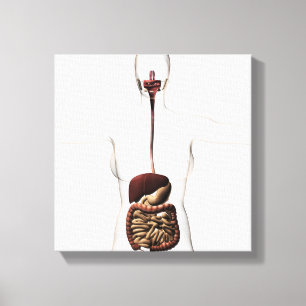 The Human Digestive System 2 Canvas Print