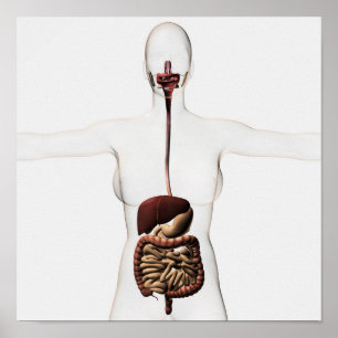 The Human Digestive System 2 Poster