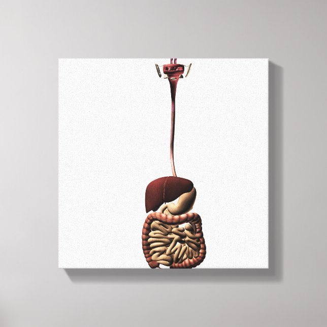 The Human Digestive System 4 Canvas Print (Front)