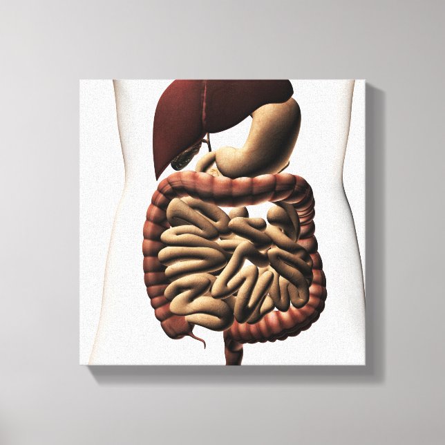The Human Digestive System 5 Canvas Print (Front)