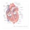 The Human Heart