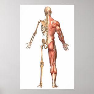 The Human Skeleton And Muscular System, Back Poster