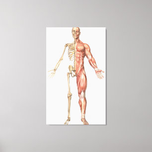 The Human Skeleton And Muscular System, Front Canvas Print