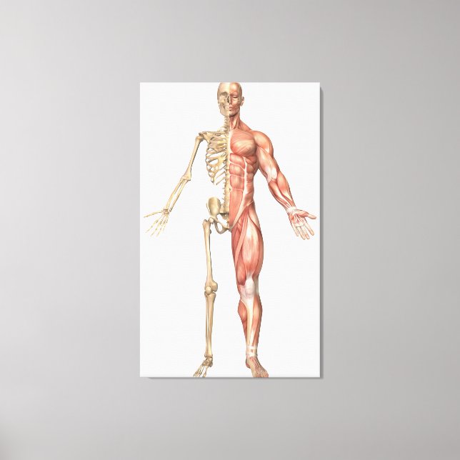The Human Skeleton And Muscular System, Front Canvas Print (Front)