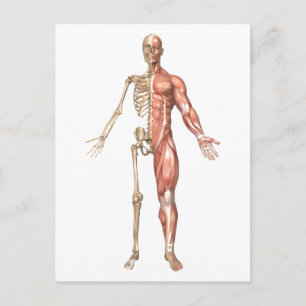 The Human Skeleton And Muscular System, Front Postcard