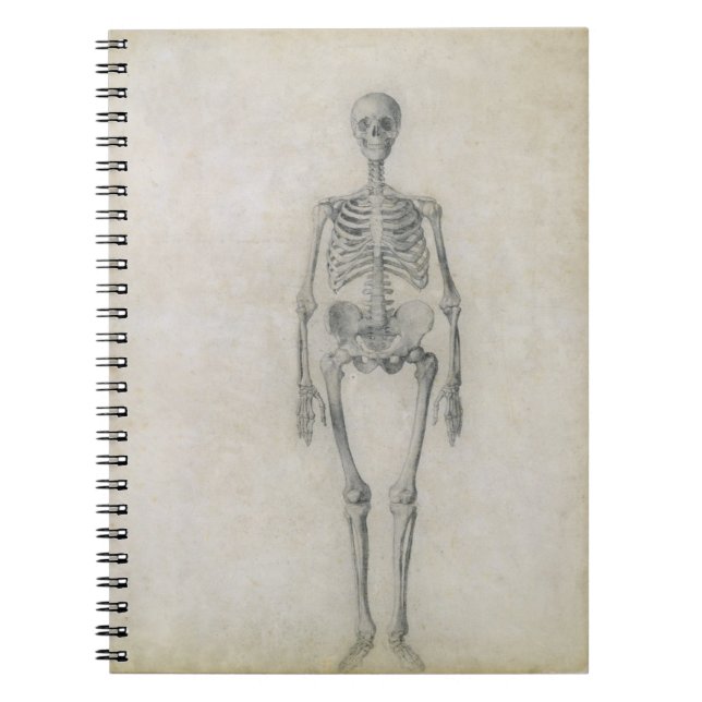 The Human Skeleton, anterior view, from the series Notebook (Front)
