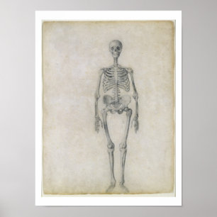 The Human Skeleton, anterior view, from the series Poster