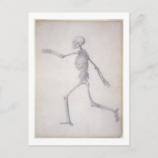 The Human Skeleton, lateral view, from the series Postcard (Front)