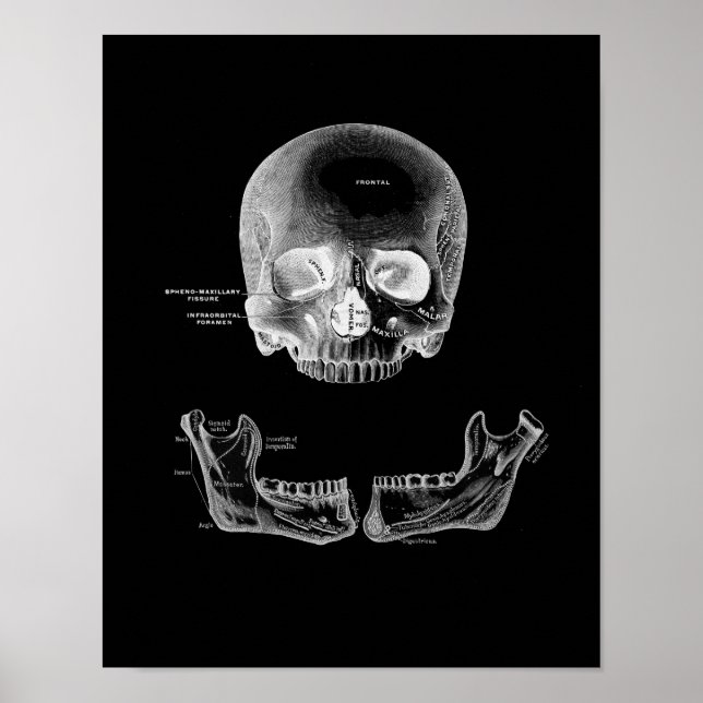 The Human Skull and Jaw Anatomy Print (Front)