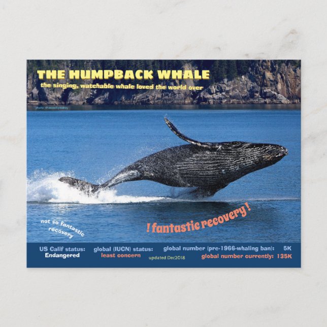 The Humpback Whale endangered postcard, Holiday Postcard (Front)