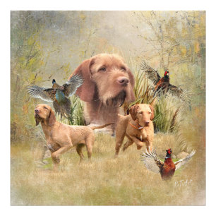 The Hungarian Wirehaired Vizsla Photo Print