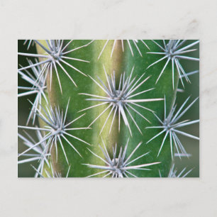 The Huntington Botanical Garden, Octopus Cactus Postcard