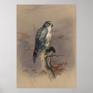 The Iceland Falcon by Joseph Wolf Poster