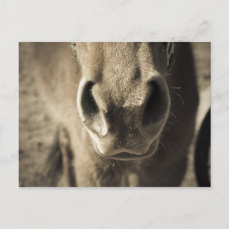 The Incredible Edible Mr. Ed Postcard