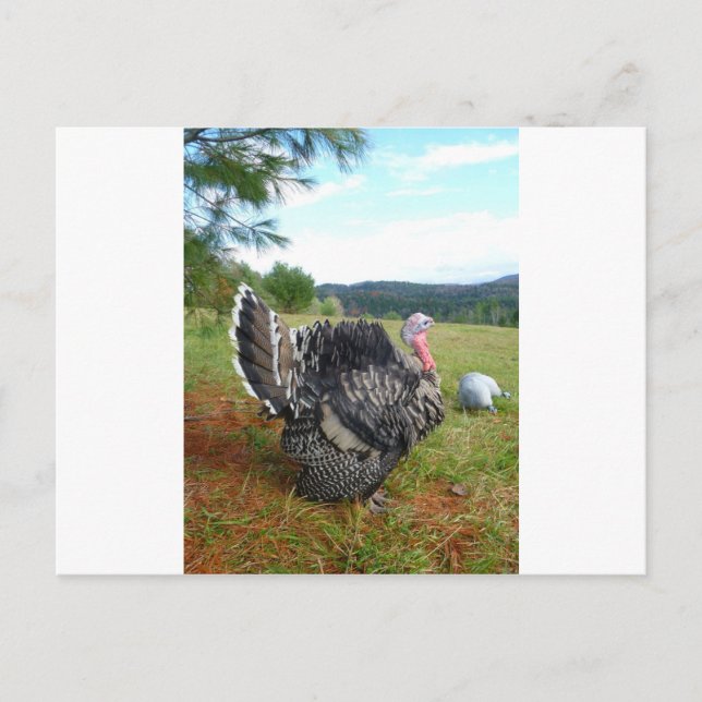 The Incredible Turkeys Postcard (Front)