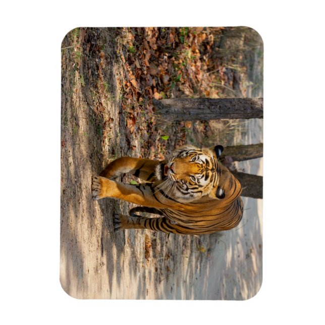 The Indian Tiger Magnet (Vertical)
