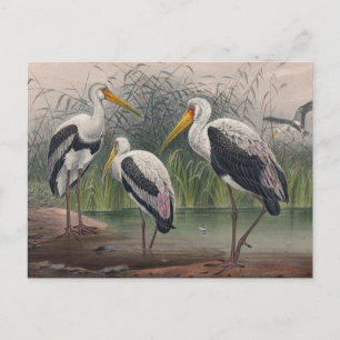 The Indian Wood Ibis by Joseph Wolf Postcard