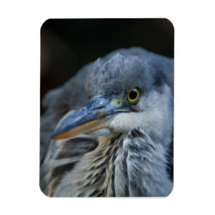 The Intense Gaze of a Grey Heron in Close-Up Magnet