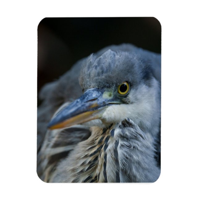 The Intense Gaze of a Grey Heron in Close-Up Magnet (Vertical)