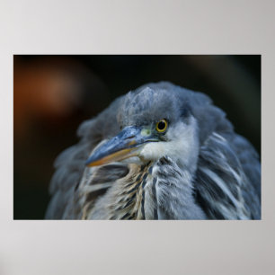 The Intense Gaze of a Grey Heron in Close-Up Poster