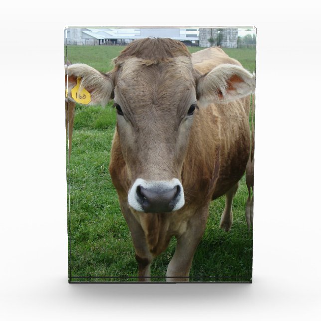 The Jersey Cow Portrait  Photo Block (Front)