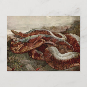 The Jungle Book: Kaa, the Python Postcard