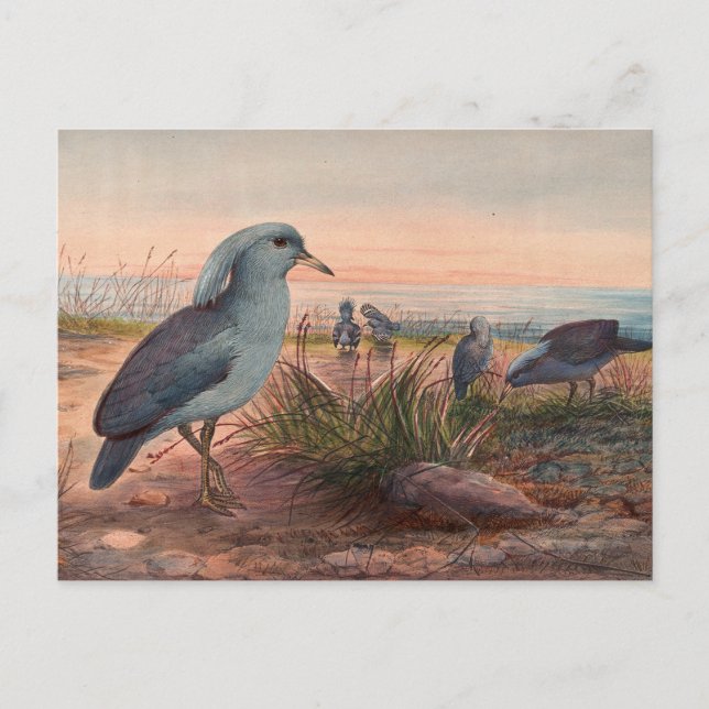 The Kagu by Joseph Wolf Postcard (Front)