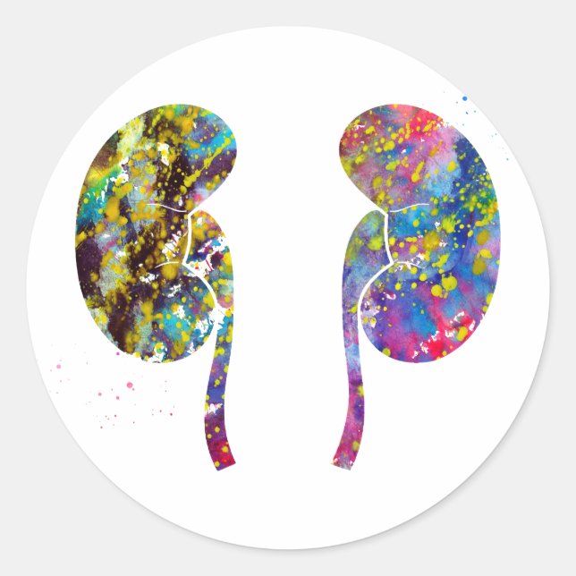 The Kidneys anatomy Classic Round Sticker (Front)