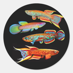 The Killifish Sticker