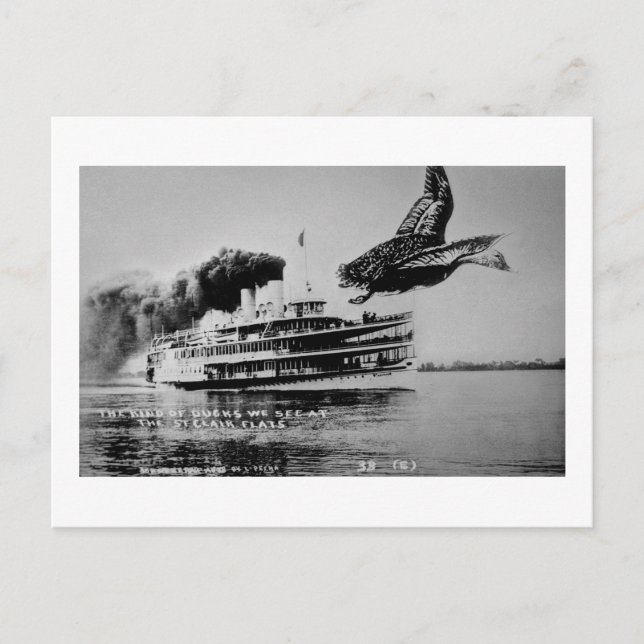 The Kind of Ducks We See Postcard (Front)