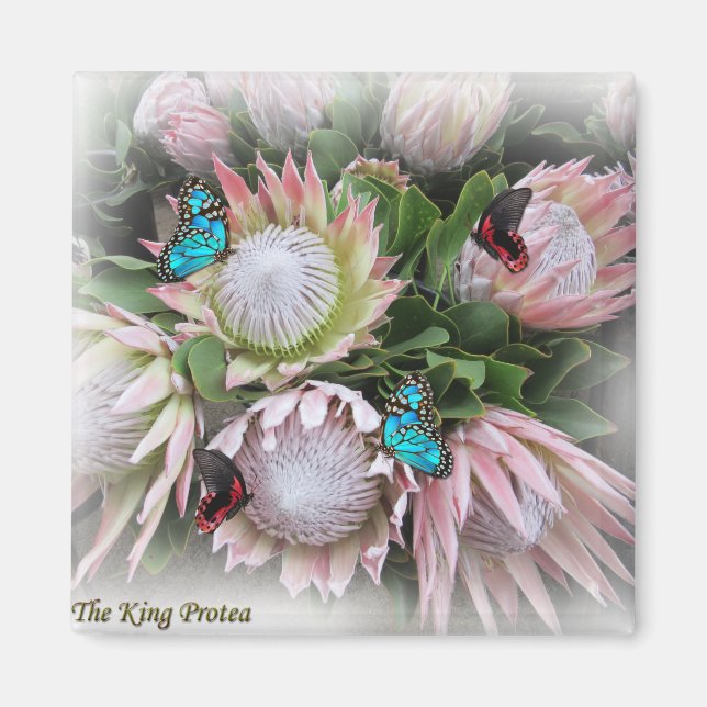 The King Protea Magnet (Front)