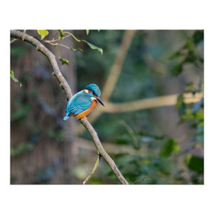 The kingfisher poster