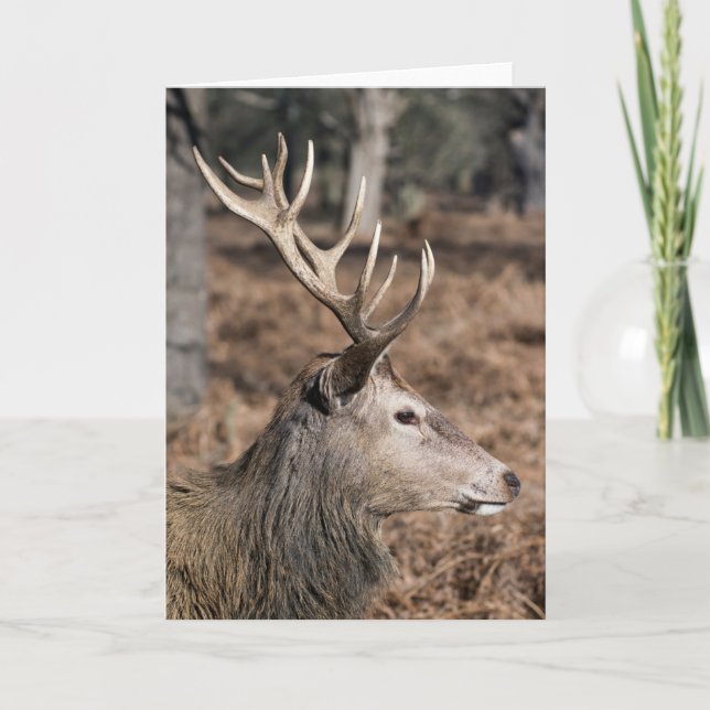 The King's Deer of Richmond Park, London, UK Card (Front)