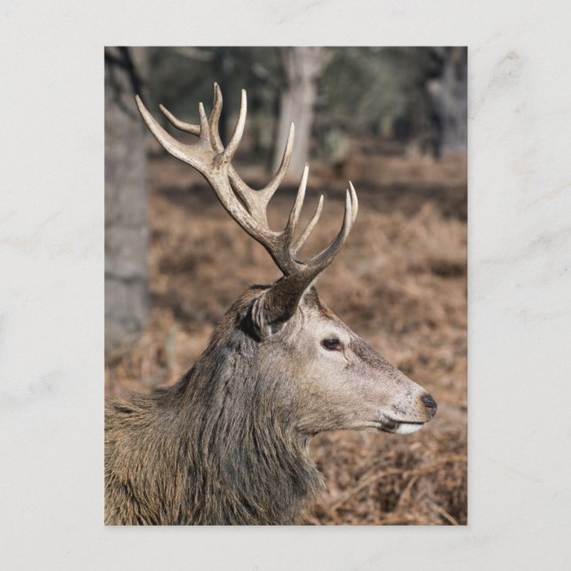 The King's Deer of Richmond Park, London, UK Postcard (Front)